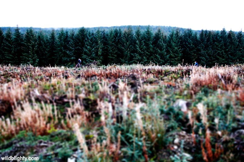 Coed Llandegla B-line MTB trail boardwalk viewed from the Red trail.