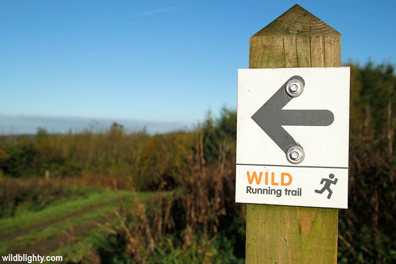 The Delamere Forest Wild Running Trail