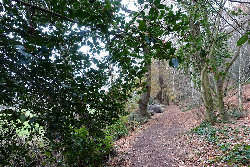 View of woodland path